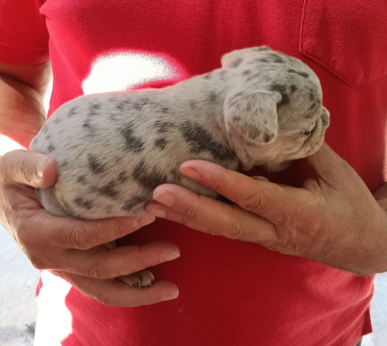 Bulldog francês merle