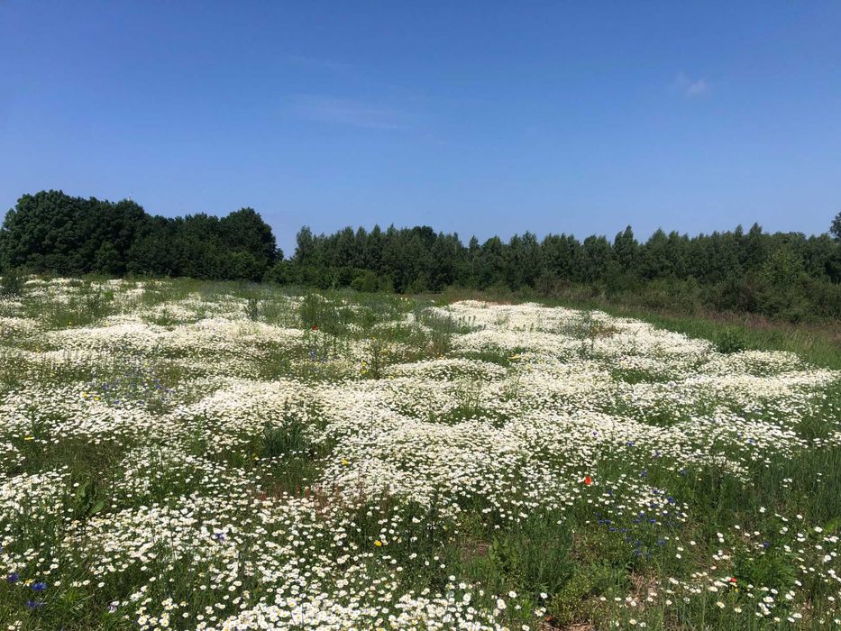 Działka mieszkaniowa - Kotłowo, Koszalin