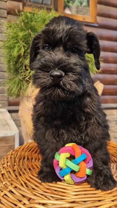 Цуценяти з відмінним родоводом.