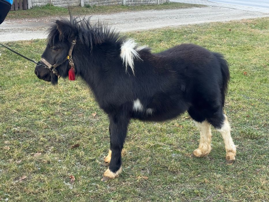 Kucyk ogierek do sprzedania