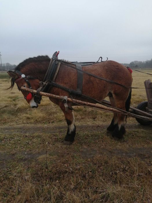 Sprzedam klacz gniadą 8 lat