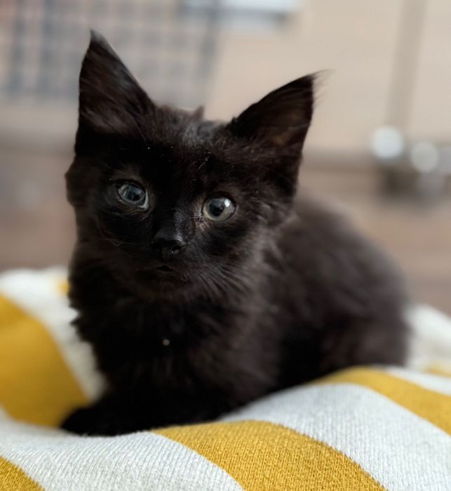 Чорне кошеня хлопчик