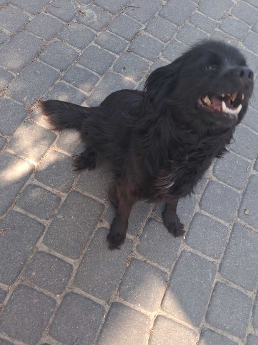 Oddam suczkę w stylu Spaniela za darmo