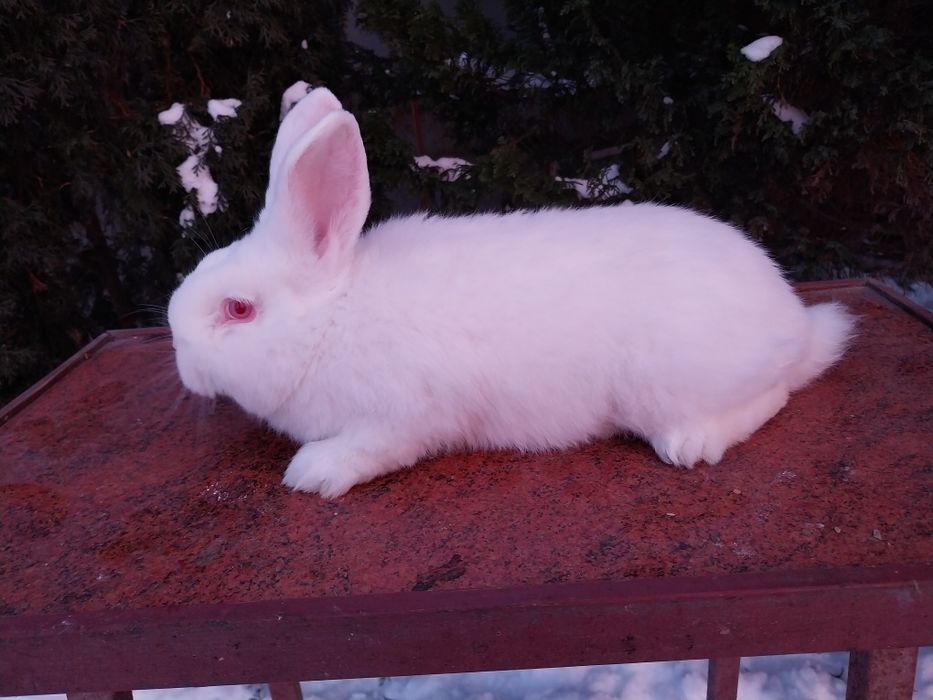 Króliki nowozelandzkie białe