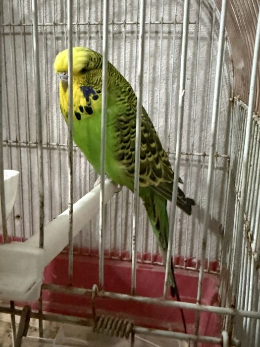 Piriquito ingles macho