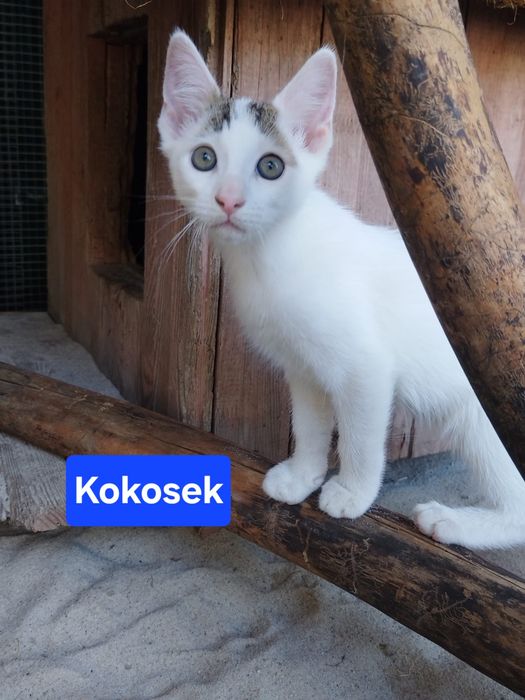 Kocurki szukają Domu