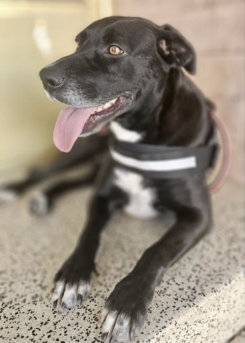 Cadela para adoção responsável