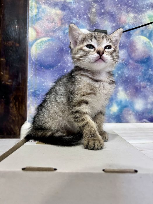 Кошенята безкоштовно