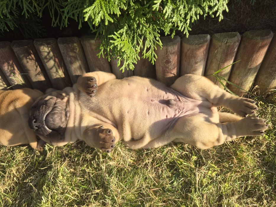 Shar pei - malutki DESIMIR rozgląda się za nowym domem*ZKwP/FCI