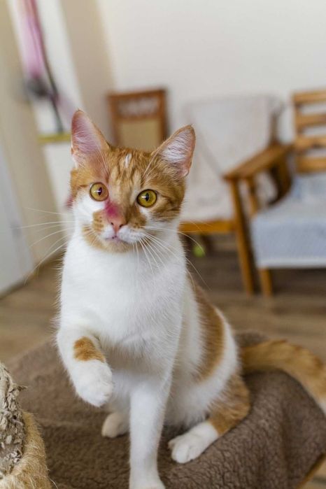 Marcyś młody kocurek szuka kochającego domu