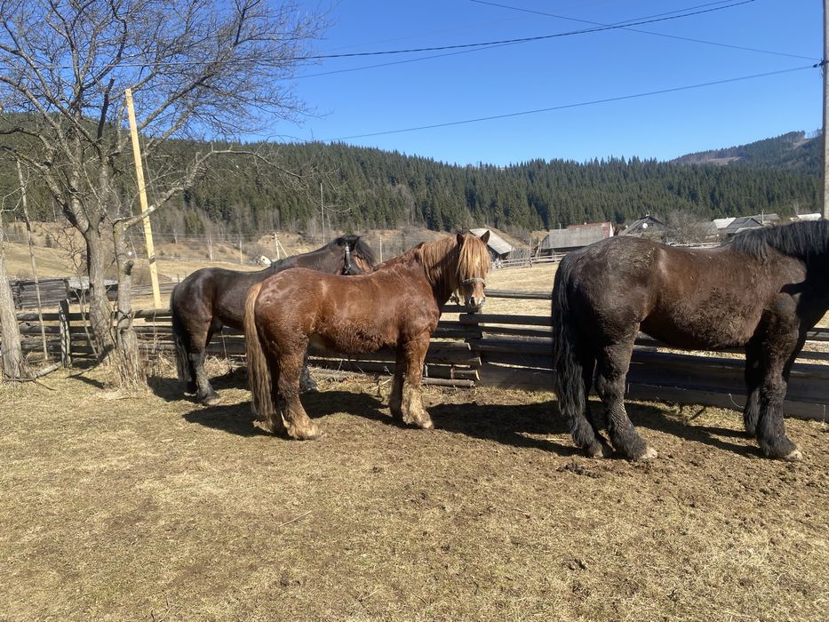 Продам одного коня з трьох на вибір