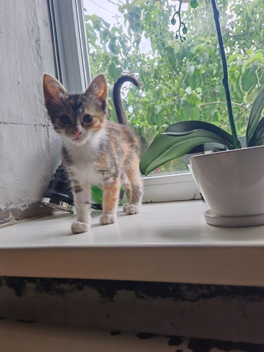 Кошенята в дбайливі руки.