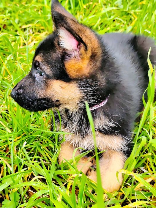 Pastor Alemão com LOP