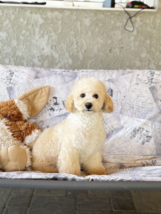 Мальтипу мальчик стандар полностью вакцинирован