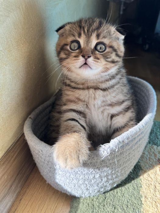 Кошенятка шотландці, котейки, мілашки