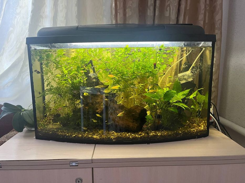 Аквариум 100 литров в хорошем состоянии с налаженной биосистемой
