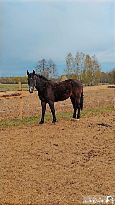 Kukułka - młoda klacz do bezpłatnej adopcji