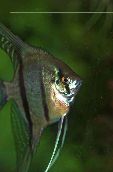 Скалярия Рио Нанай голубовато -зеленая