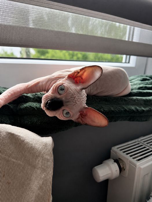 Sfinks kanadyjski/ Canadian sphynx kotka