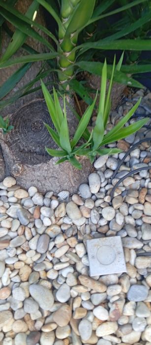 Yucca plantas verdes