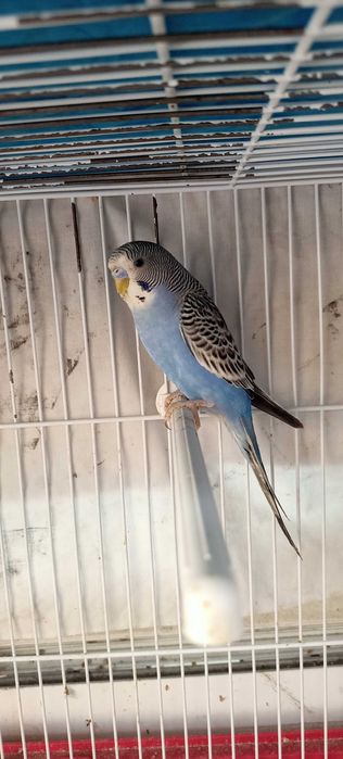 Periquito com KIT completo