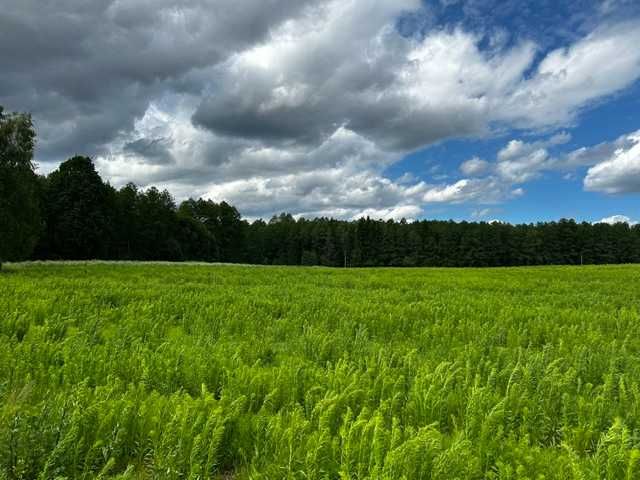 Działka na sprzedaż - BORKI podlaskie