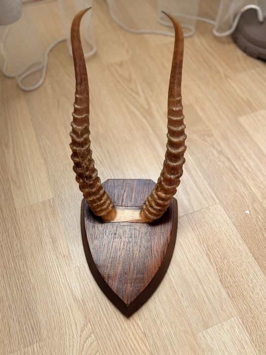 Роги Сайгака 30 см