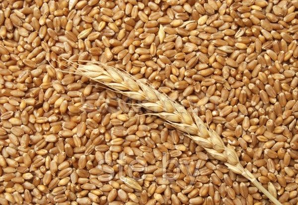 Продам Пшеницу :