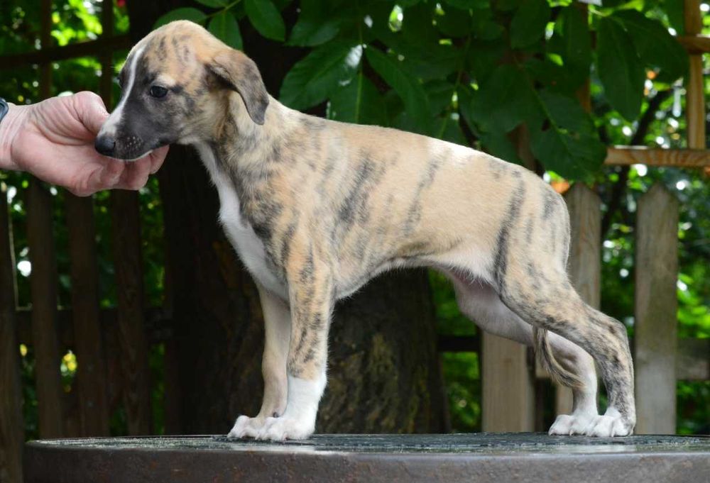 whippet - pręgowana suczka