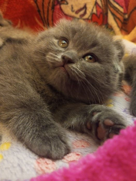 Вислоухие котята