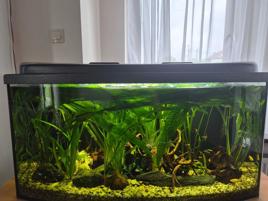 Akwarystyka Hobby