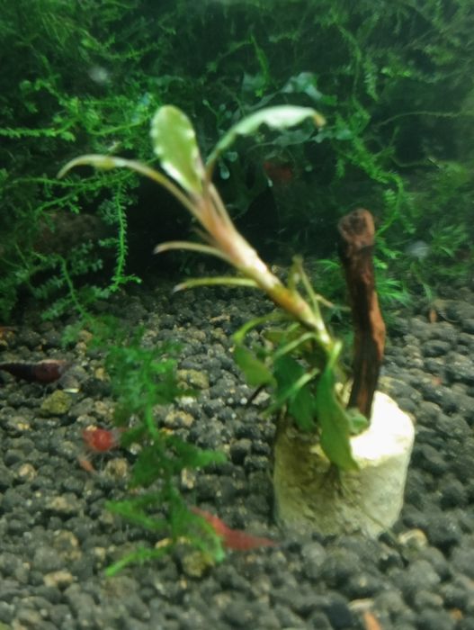 Bucephalandra shin blue, deep perple