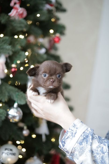 Chihuahua FCI chłopak