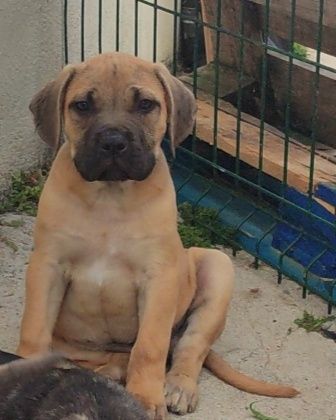 Cane Corso Italiano