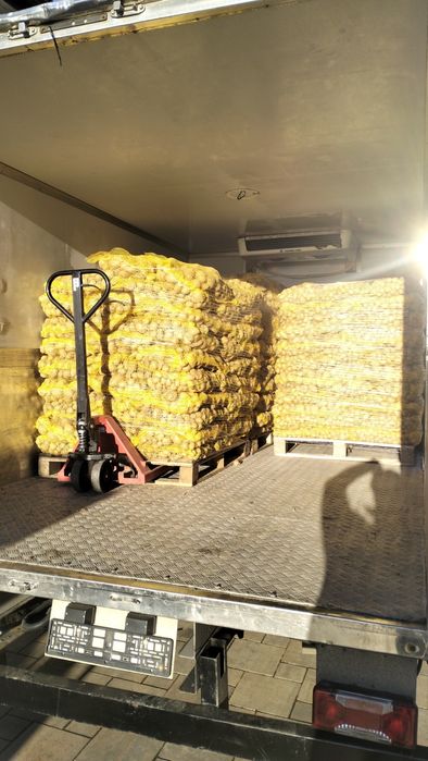 Sprzedam ziemniaki jadalne / paszowe / sadzeniaki