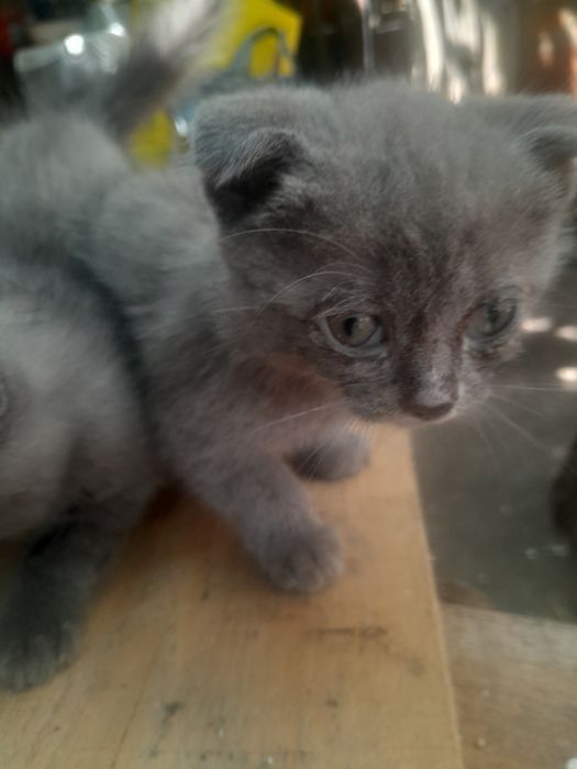 Котята милые, игривые