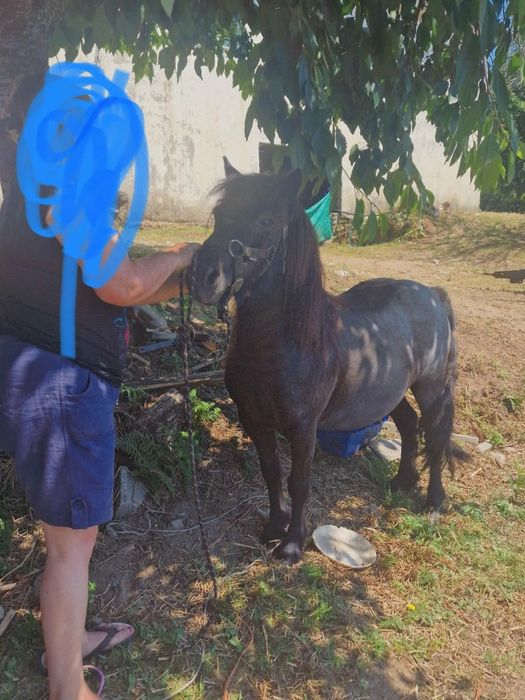 Pônei fêmea com 5 anos