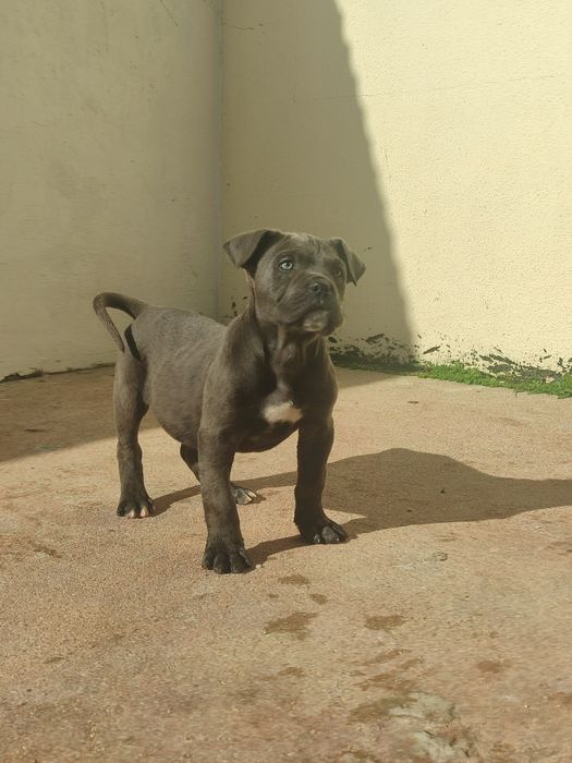 Cane Corso com lop e afixo