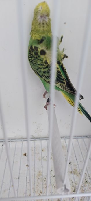 Periquitos Hagoromos