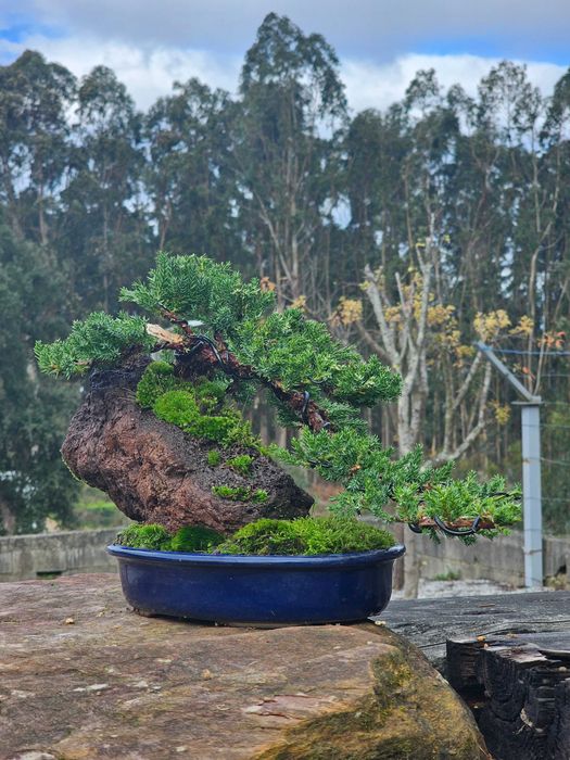 bonsai juniperus procumbens ishisuki