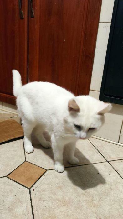 Безкоштовні милі котики