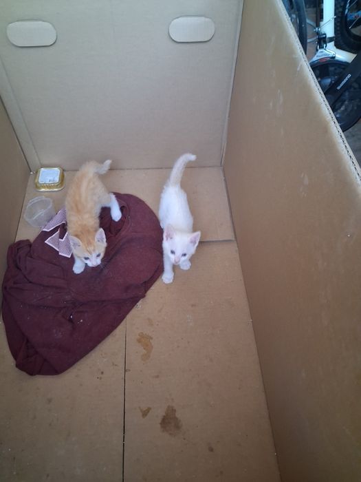 Dois gatinhos para adoção