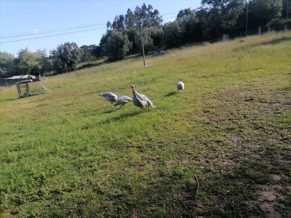 Perus para venda