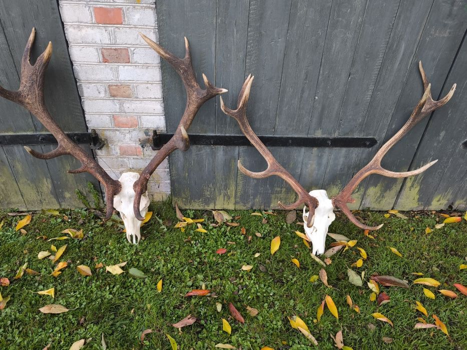 Poroże Jelenia 2sztuki