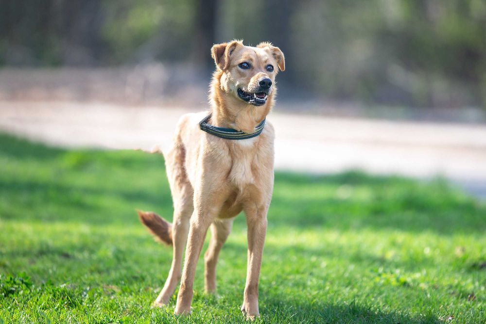 Віддам в добрі руки особливу молоду собачку Фею.