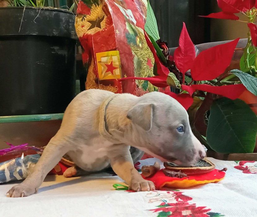 Whippet chart angielski suczka hodowla ZKwP/FCI