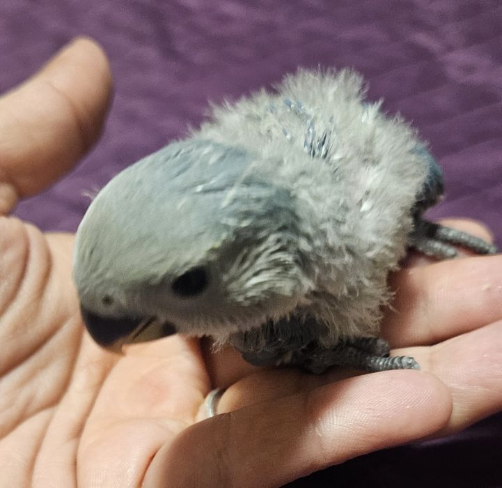 Argaponis a 2 papas