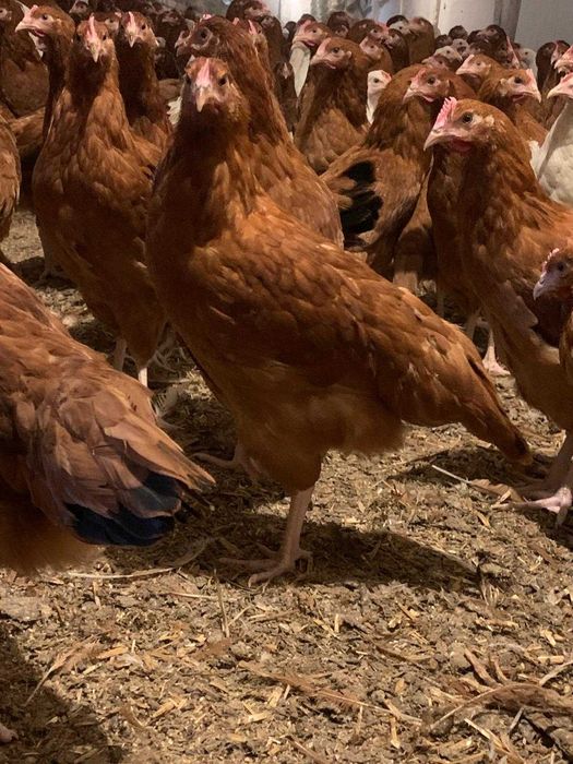 Kury Nioski młode !Rosa Mesa Dominant Tetra Lohmann ! Zapraszam Dowóz!