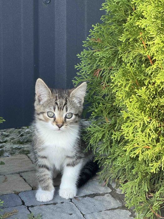 Два Котика Хлопчика Безкоштовно