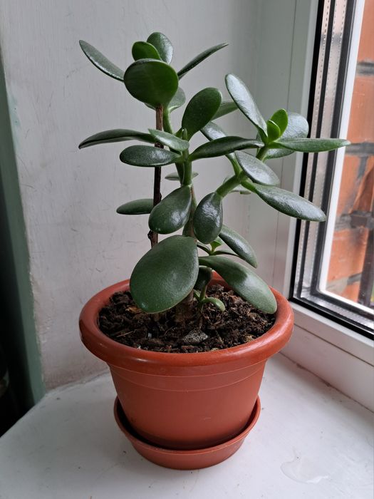 Продаєця заміакулькас сансіверія